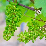 Casa de hóspedes Weingut Bastian Brauneberg