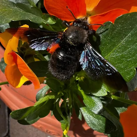 Weingut Bastian 3* Brauneberg