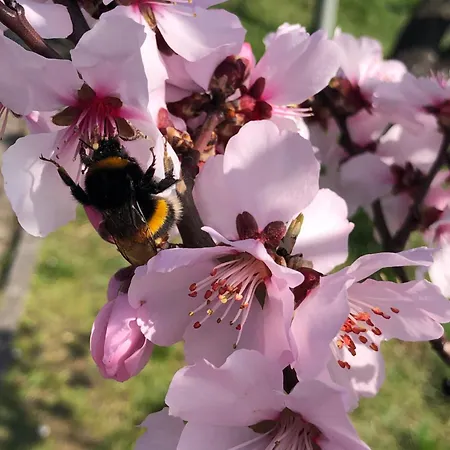 Penzion Weingut Bastian Brauneberg