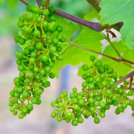 Konukevi Weingut Bastian Brauneberg