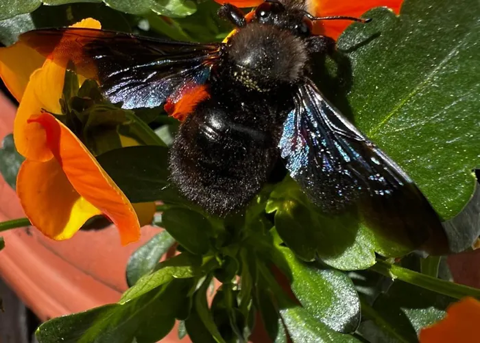 Weingut Bastian 3* בראונברג