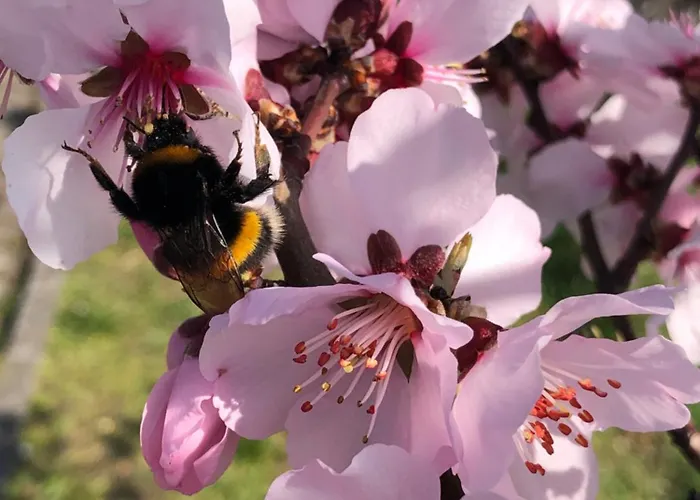 Gasthuis Weingut Bastian Brauneberg
