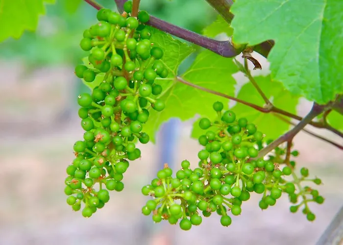 בית הארחה Weingut Bastian בראונברג